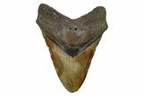 Fossil Megalodon Tooth - North Carolina #382591-1